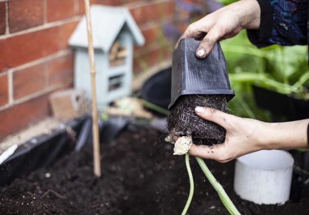 A woman taking a plant out of a plantpot