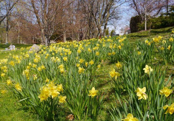 A field full of daffodil flowers