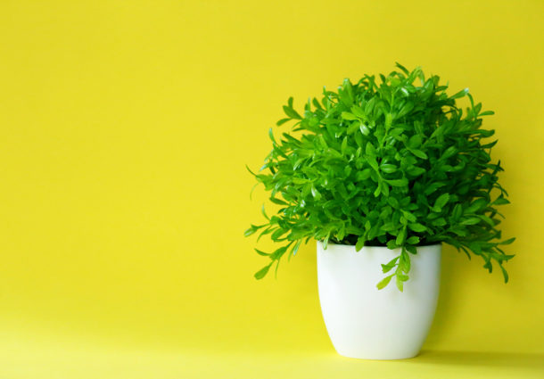 Pot plant on a yellow backgorund