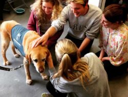 Student Wellbeing Pet Therapy