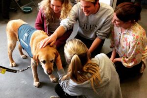 Student Wellbeing Pet Therapy
